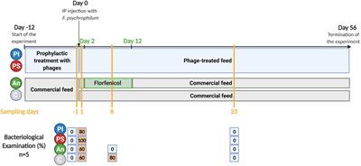 The Gut Microbiota of Healthy and Flavobacterium psychrophilum-Infected Rainbow Trout Fry Is Shaped by Antibiotics and Phage Therapies